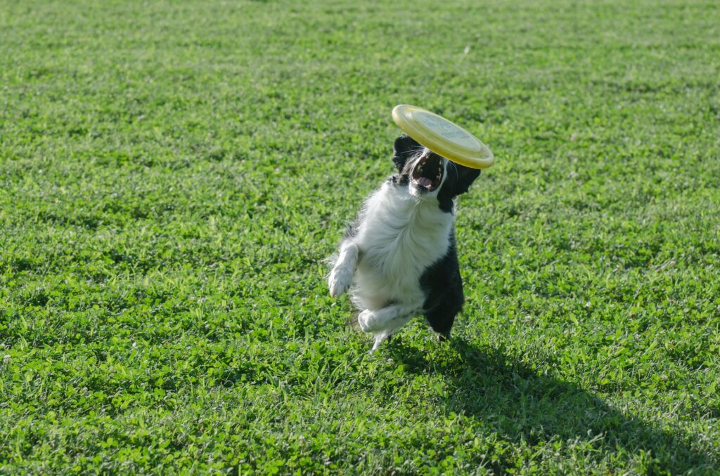 border collie frisbee
